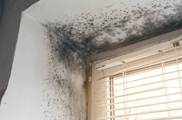 Affordable Black Mold Remediation solutions in Fallentimber, PA